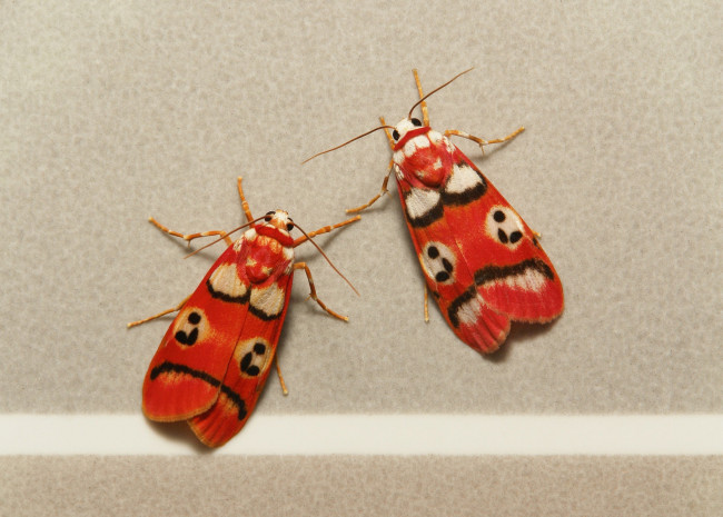 Обои картинки фото животные, бабочки,  мотыльки,  моли, бабочка