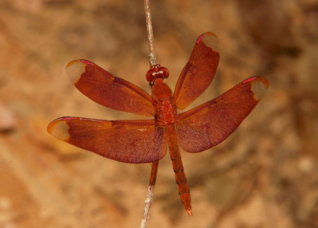 Обои картинки фото животные, стрекозы, стрекоза