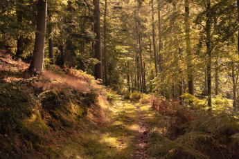 Картинка природа лес простор