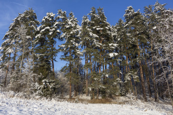 Картинка природа зима простор