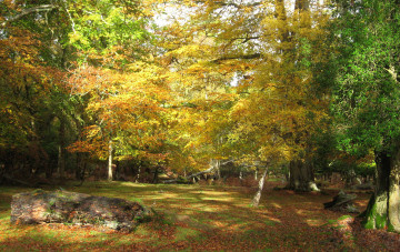 Картинка природа лес простор