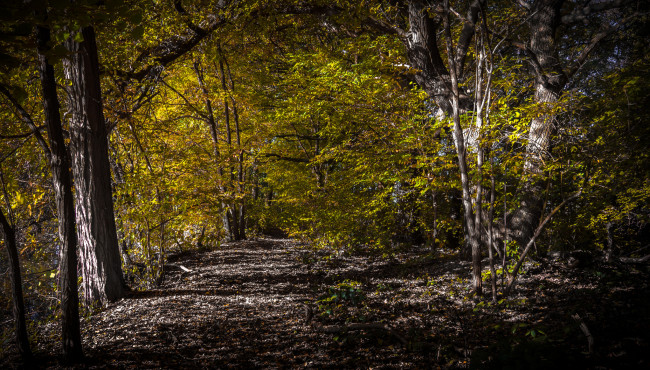 Обои картинки фото природа, лес, простор