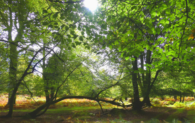 Обои картинки фото природа, лес, простор