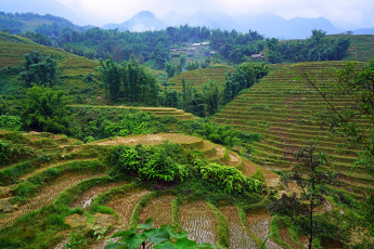 Картинка природа поля туман горы деревья зелень плантации леса вьетнам домики