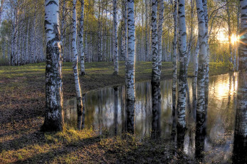 Картинка природа лес простор