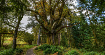 Картинка природа лес простор