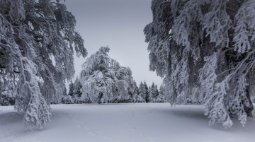 Картинка природа зима деревья снег