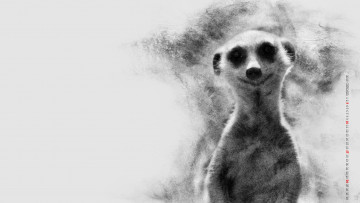 Картинка календари компьютерный+дизайн суррикат животное