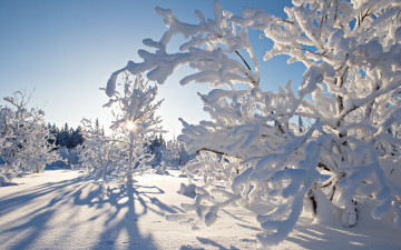 Картинка природа зима деревья снег