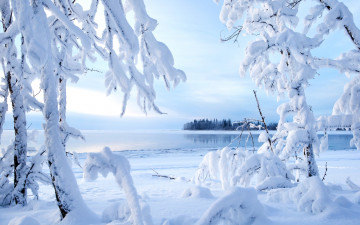 Картинка природа зима деревья снег