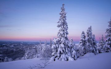 Картинка природа зима деревья снег