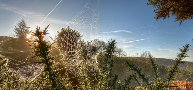 Обои картинки фото природа, макро, простор