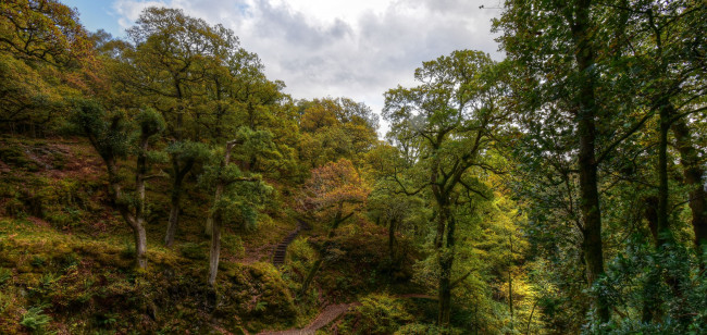 Обои картинки фото природа, лес, простор