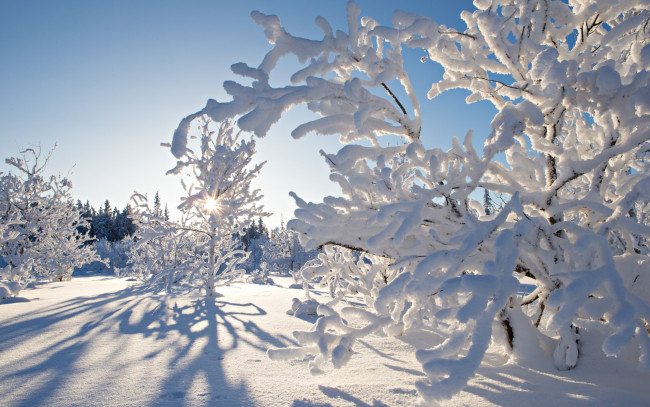 Обои картинки фото природа, зима, деревья, снег