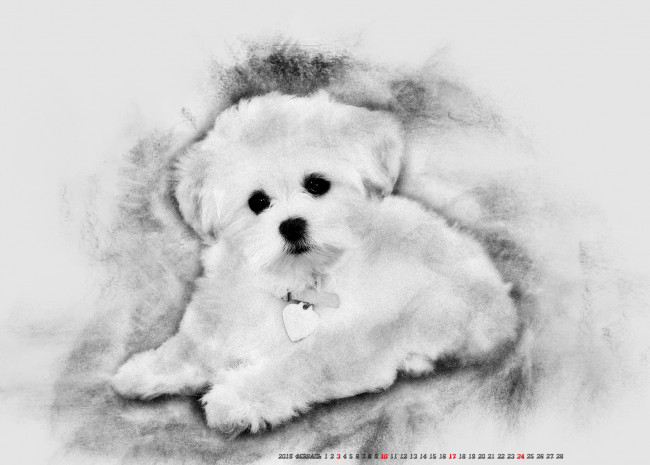 Обои картинки фото календари, компьютерный дизайн, животное, собака