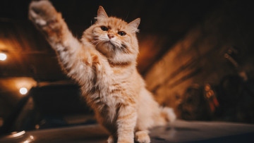 Картинка животные коты кот лапка