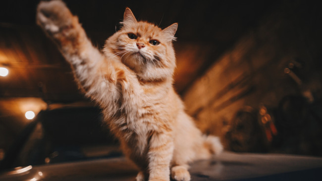 Обои картинки фото животные, коты, кот, лапка