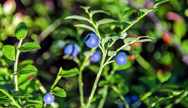 Обои картинки фото природа, ягоды, черника