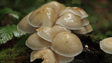 Картинка природа грибы