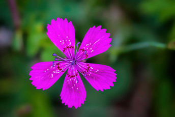 обоя цветы, гвоздики, цветок