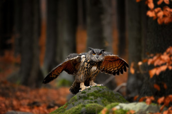 обоя животные, совы, cова, хищная, птица, дикая, природа, лeс