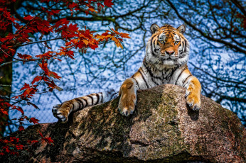 обоя животные, тигры, тигр