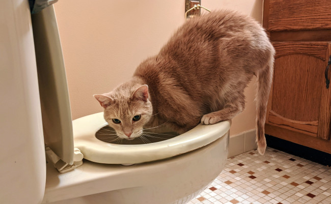 Обои картинки фото животные, коты, кот, кошка