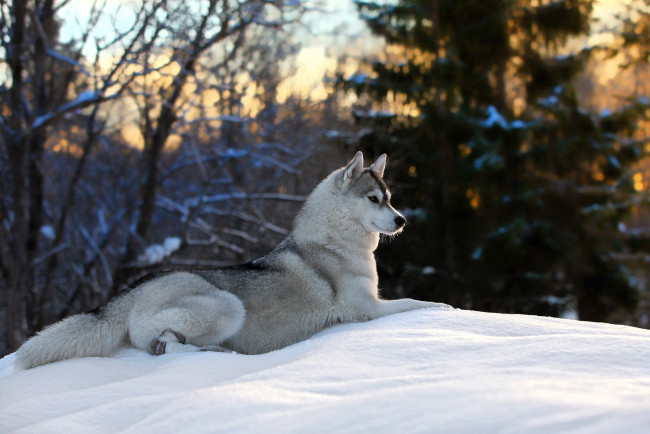 Обои картинки фото животные, собаки, собака, лайка, снег, лес