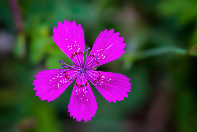 Обои картинки фото цветы, гвоздики, цветок