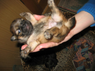 Картинка элька животные собаки