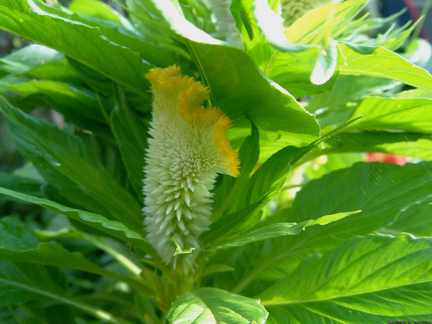 Обои картинки фото цветок, цветы, амаранты