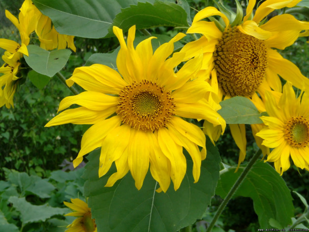 Обои картинки фото цветы, подсолнухи