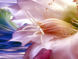 обоя цветы, кактусы