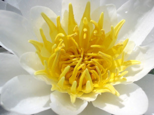 Картинка цветы лилии водяные нимфеи кувшинки