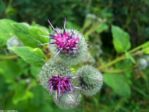 Картинка летние этюды цветы Чертополох репейник