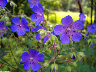 Картинка летние этюды цветы герань