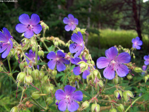 Картинка летние этюды цветы герань