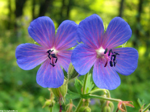 Картинка летние этюды цветы герань