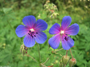 обоя летние, этюды, цветы, герань