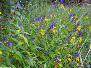 Картинка летние этюды цветы луговые полевые