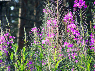 обоя летние, этюды, цветы, луговые, полевые