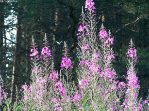 Картинка летние этюды цветы луговые полевые