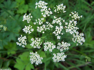 Картинка летние этюды цветы луговые полевые