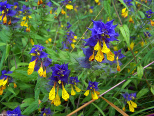 Картинка летние этюды цветы луговые полевые