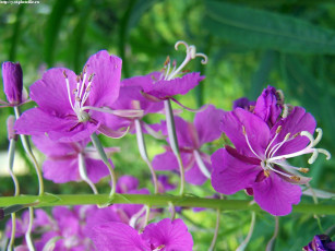 обоя летние, этюды, цветы, луговые, полевые