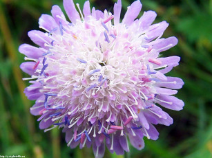 Картинка летние этюды цветы скабиоза