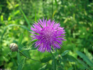 обоя летние, этюды, цветы, васильки