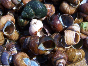 Картинка летние этюды разное ракушки кораллы декоративные spa камни