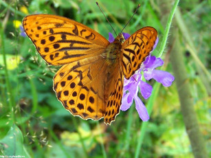 обоя животные, бабочки