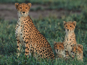 Картинка животные гепарды